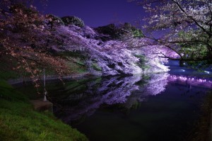 3夜桜　